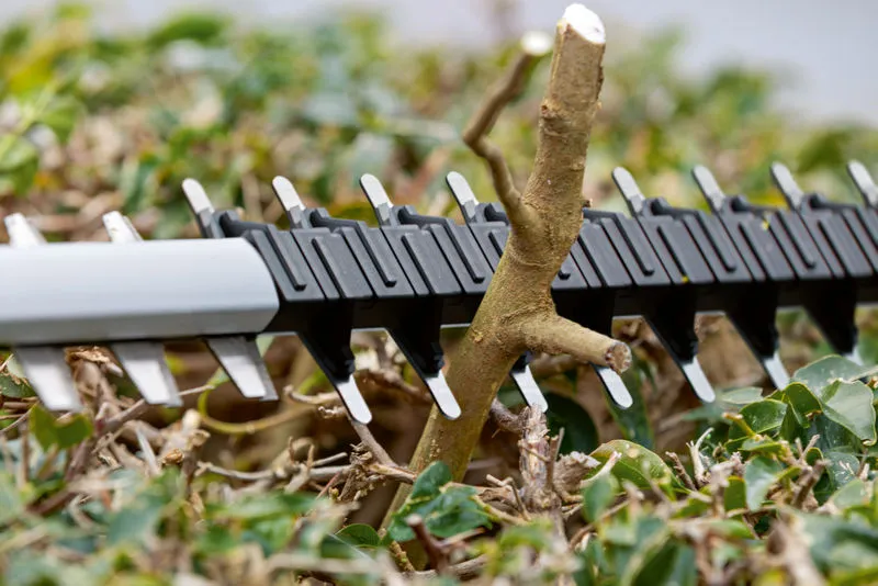 Pisau pemangkas pagar memotong dahan yang tebal di antara dedaunan hijau.